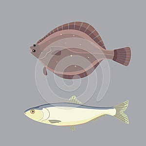 Isolated river fish. Set of freshwater sea cartoon fishes. Fauna ocean vector illustration