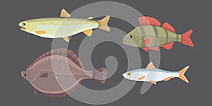 Isolated river fish. Set of freshwater sea cartoon fishes. Fauna ocean vector illustration