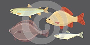 Isolated river fish. Set of freshwater sea cartoon fishes. Fauna ocean vector illustration