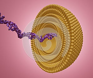 Isolated RNA strand inside of multi lamellar vesicle