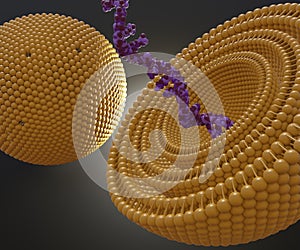 Isolated RNA strand inside of multi lamellar vesicle