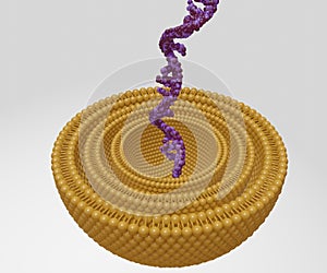 Isolated RNA strand inside of multi lamellar vesicle