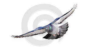 Isolated rock dove flight