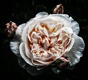 Isolated romantic sepia rose