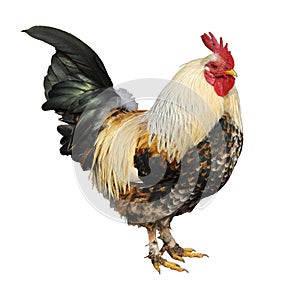 Isolated rooster
