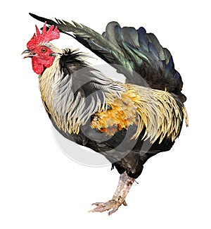 Isolated rooster