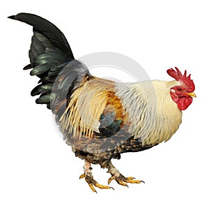 Isolated rooster