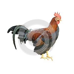 Isolated rooster