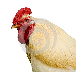 Isolated Rooster
