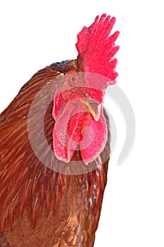 Isolated rooster portrait