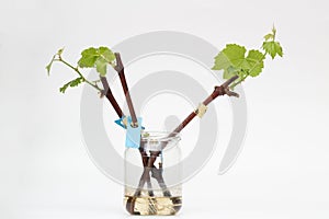 Zakořeněné vinná réva výstřižky zelený mladý listy na bílý. zpra z rostoucí vinice na 