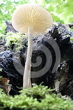 Isolated Rooting Shank Mushroom emerging from the forest floor into the sunlight.