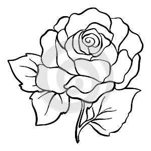 Isolated rose. Outline drawing. Stock vector illustration.