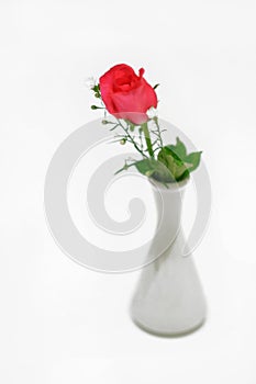 Isolated rose in vast on white background