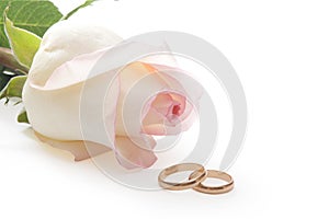 Isolated rose and wedding rings