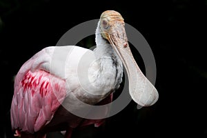 Isolated Roseate Spoonbill bird in zoo