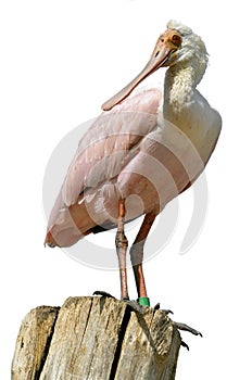Isolated Roseate Spoonbill on wood post