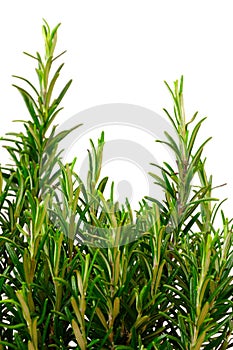 Isolated rosemary bush