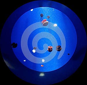 Isolated round aquarium with jellyfish