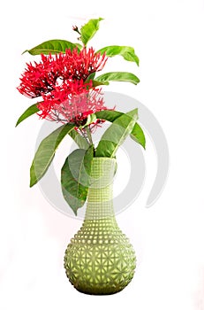 Isolated rubiaceae in green vase photo