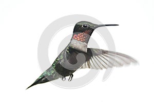 Isolated Ruby-throated Hummingbird