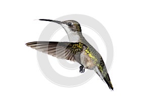 Isolated Ruby-throated Hummingbird