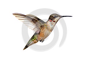 Isolated Ruby-throated Hummingbird