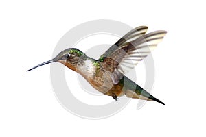 Isolated Ruby-throated Hummingbird