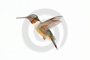 Isolated Ruby-throated Hummingbird