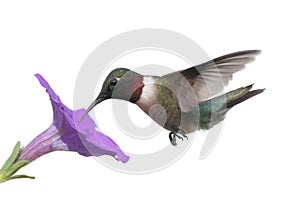 Isolated Ruby-throated Hummingbird