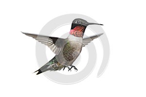 Isolated Ruby-throated Hummingbird