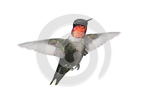 Isolated Ruby-throated Hummingbird