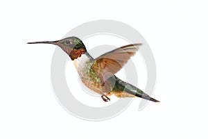 Isolated Ruby-throated Hummingbird photo