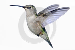 Isolated Ruby-throated Hummingbird on white