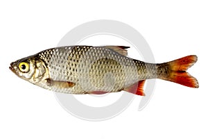 Isolated rudd , a kind of fish from the side. Live fish with flowing fins. River fish.