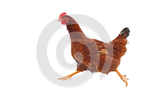 Isolated runnig hen