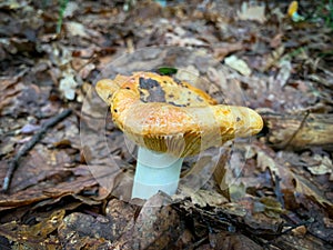 Isolated Russulaceae mushroom in the autumn forest