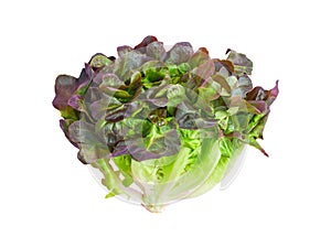 Isolated salad lettuce vegetable with clipping path on white background