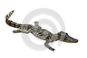 Isolated of saltwater crocodiles in Thailand, clipping path