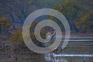 An isolated Sarus Crane ( Grus antigone) is a nonmigratory bird , taken in Keoladeo national park