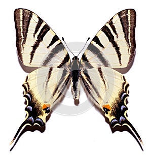 Isolated scarce swallowtail photo
