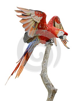 Isolated scarlet macaw on perch