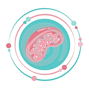 Isolated science vector illustration graphic symbol of a mitochondria organelle