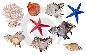 Isolated sea invertebrates collection