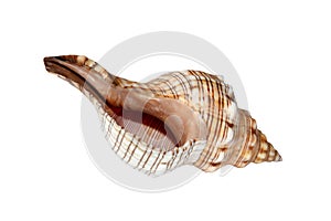 Isolated Sea Nautilus Shell