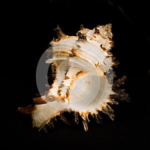Isolated sea shell.