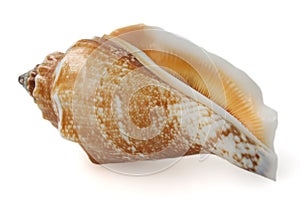 Isolated sea shell