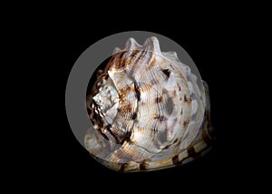 Isolated sea shell on black background