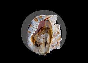 Isolated sea shell on black background