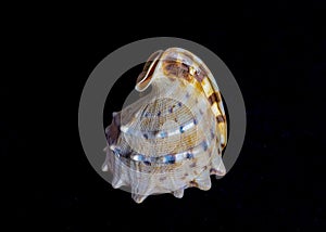 Isolated sea shell on black background
